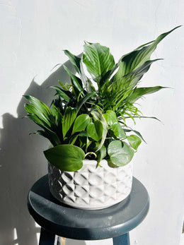 Medium dish garden of mixed green plants
