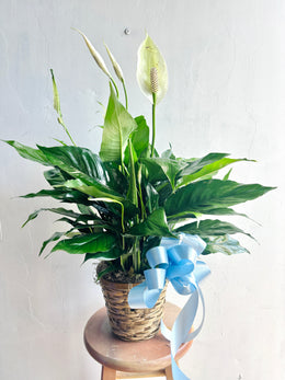 Peace Lily