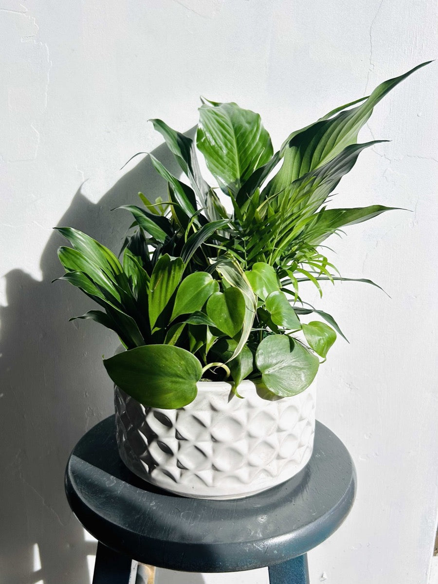 Dish gardens